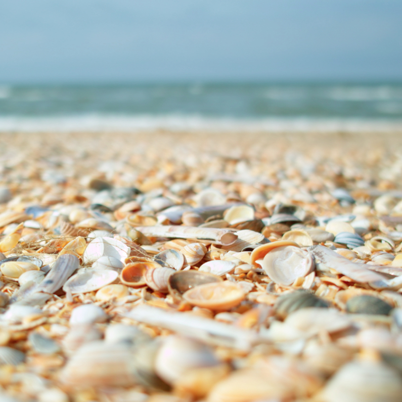 strand schelpen
