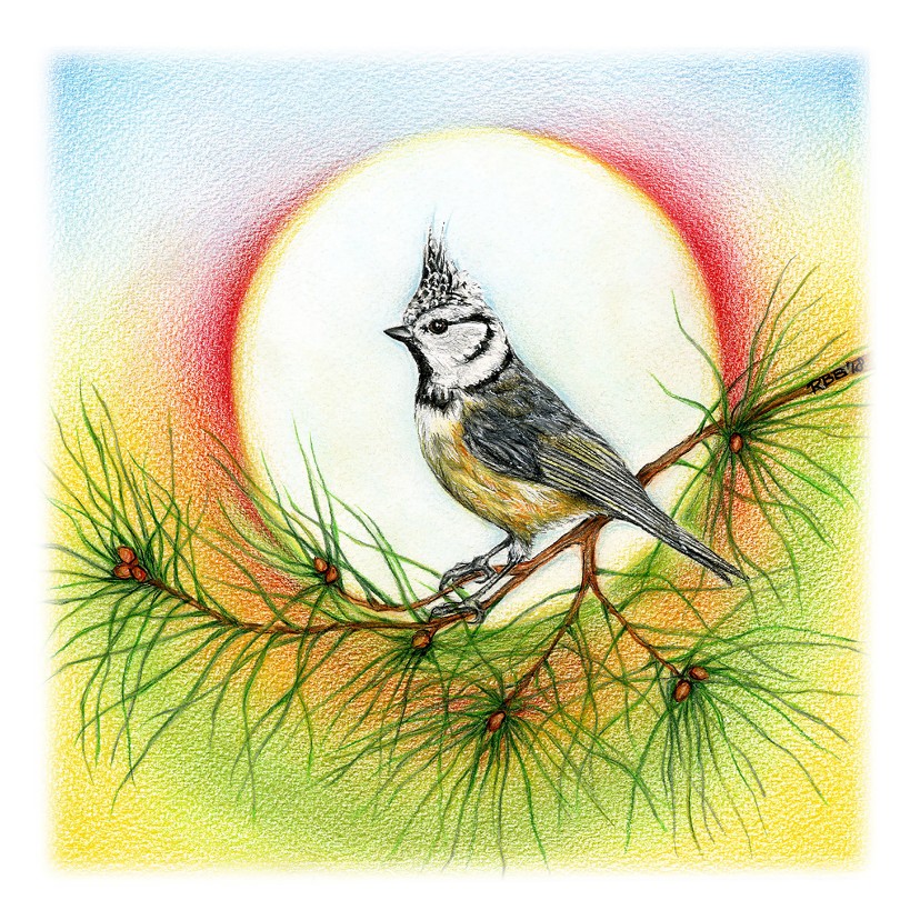 Rianne Brugmans van Breugel illustraties