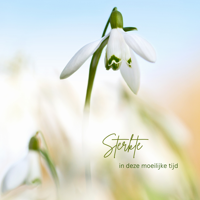 Sterkte wensen met sneeuwklokjes Sterkte kaarten Kaartje2go